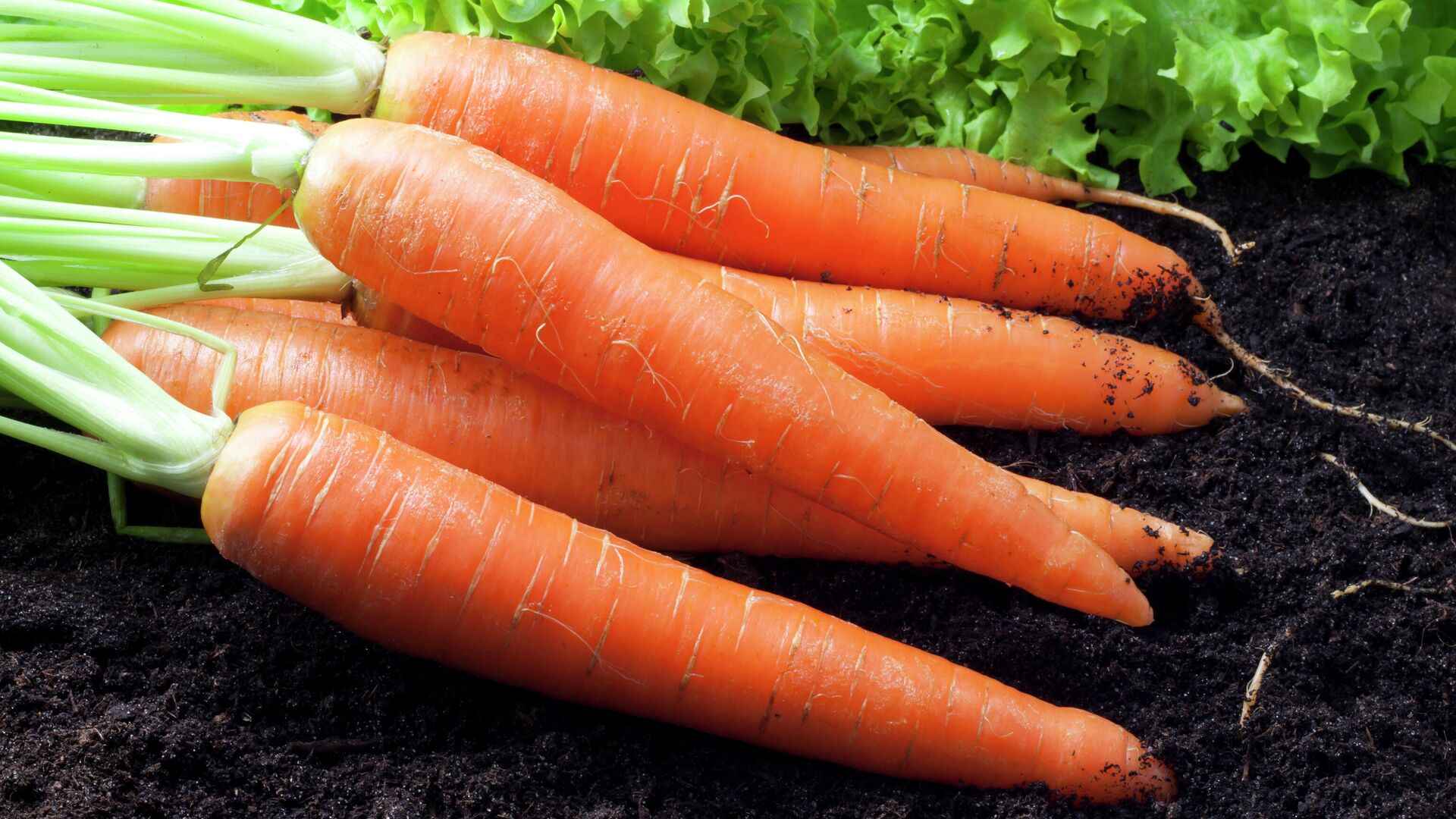 carrot